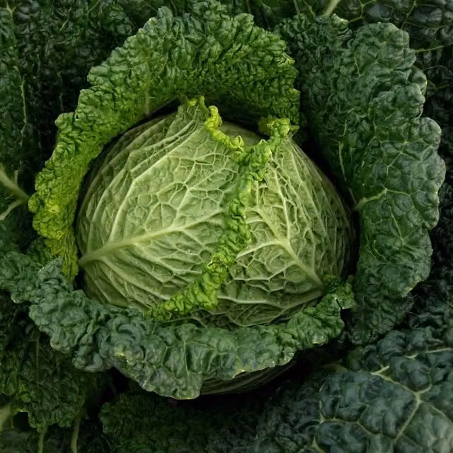 Marshalls Manon F1 Cabbage Seeds, Fast-Maturing Hardy Green Variety, 45 Seeds