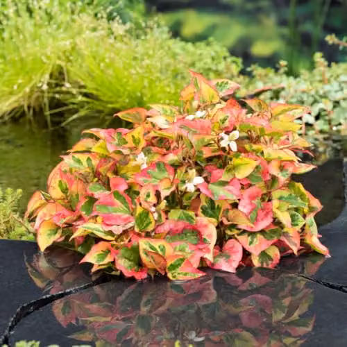 Thompson and Morgan Houttuynia Cordata Chameleon Hardy Perennial with Variegated Red, Yellow and Green Foliage and White Summer Flowers – 1