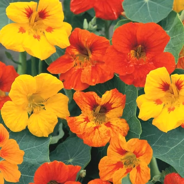 Unwins Jeepers Creepers Multicolour Nasturtium Climbing Flower Seeds