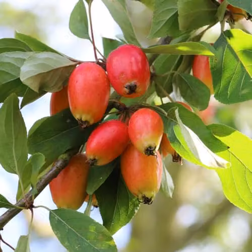 Thompson & Morgan Malus Johnnie Downie Crab Apple Tree, 2 Year Old Fruit Tree with Pink and White Blossom and Orange-Red Fruit