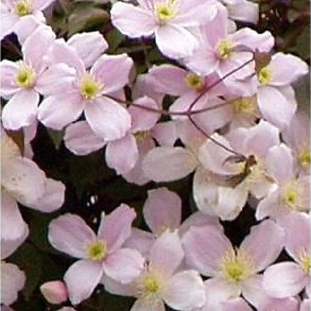 Direct Plants Clematis Montana Pink Rubens Climbing Plant in a 2-3 Litre Pot