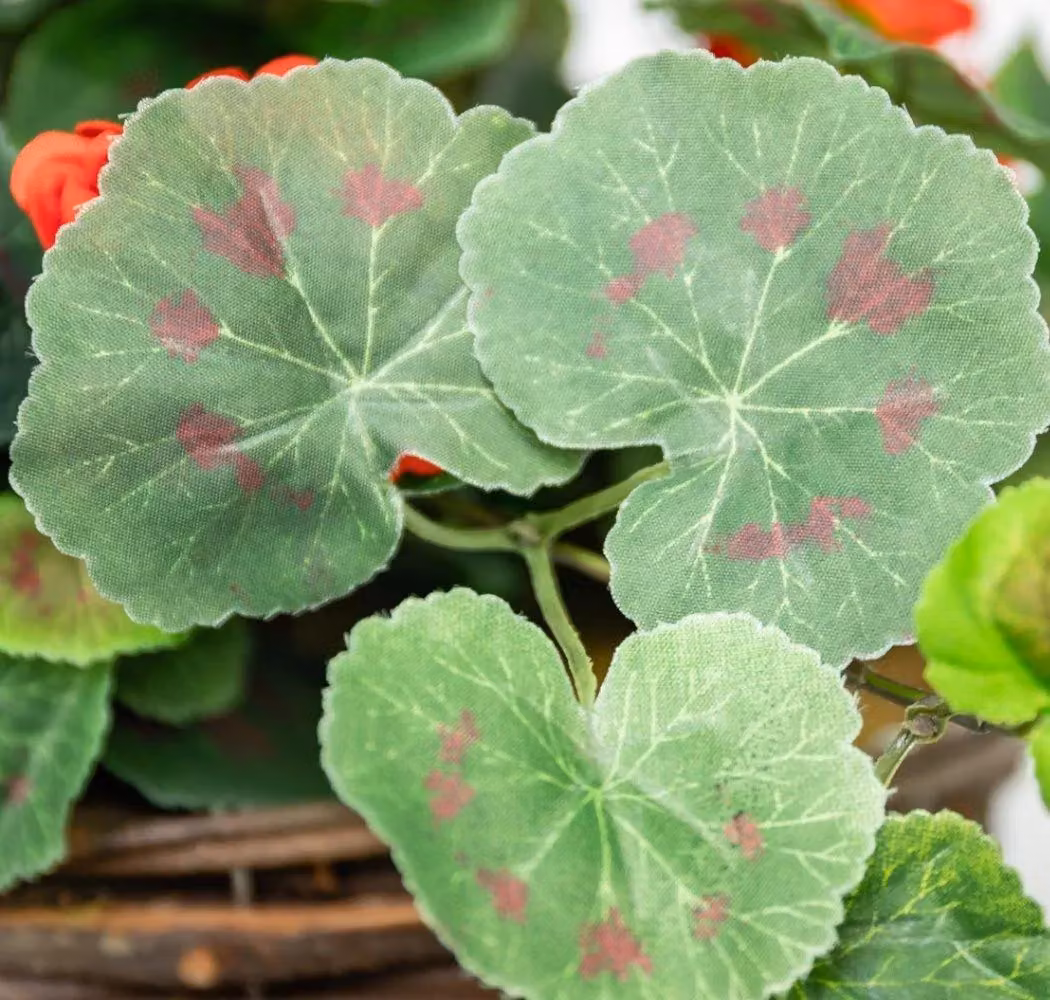 Primrose Pair of Large Red Artificial Geranium Flowers in Rattan Hanging Baskets, Diameter: 30 cm – 4