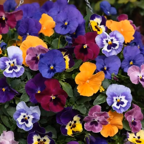 YouGarden Pansy Top Wave Trailing Variety Multicolour, 20 Garden Ready Plug Plants – 2