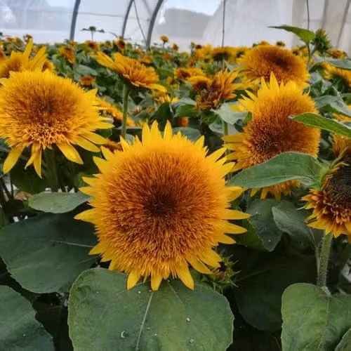 Thompson & Morgan Sunflower Fire Fox Hardy Annual Seeds with Fiery Red and Yellow Double Blooms, 12 Seeds – 3