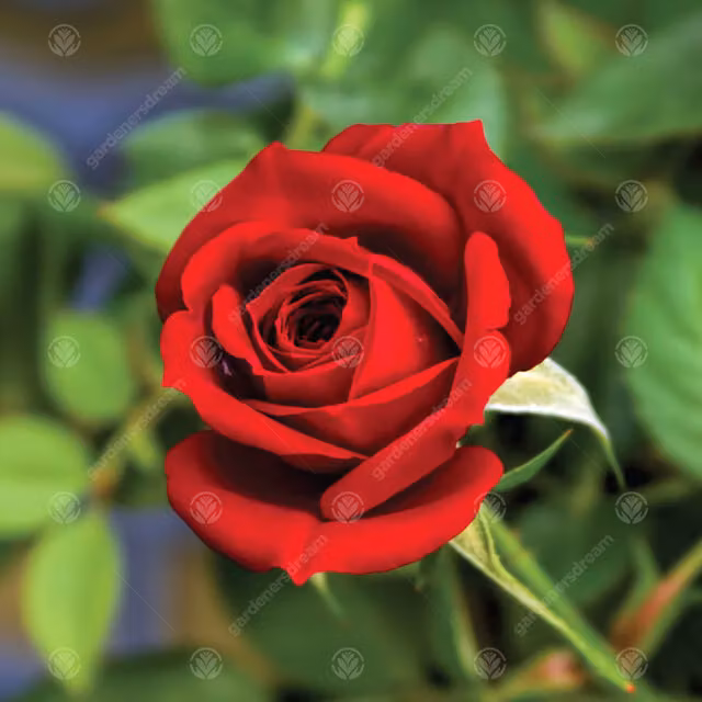 Gardeners Dream Happy Valentine's Day Red Rose Ornamental Shrub