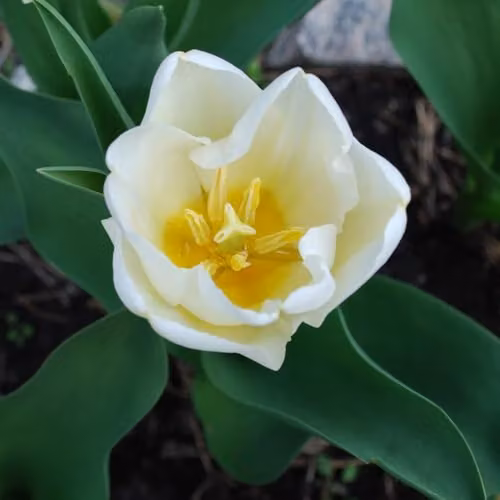 Thompson & Morgan Tulip Snowstar Pure White Triumph Bulbs, 16 Bulbs – 1