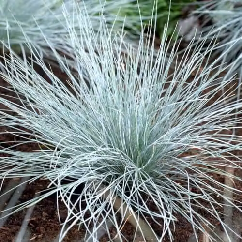 YouGarden Blue Festuca Ornamental Grasses, 3 x Perennials in 9cm Pots