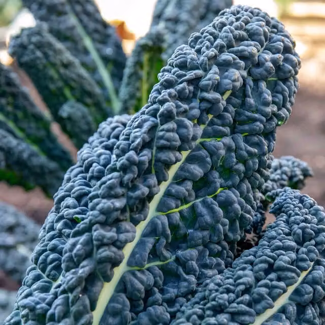 Marshalls Garden Kale Cavolo Nero Black Magic in Black and Green