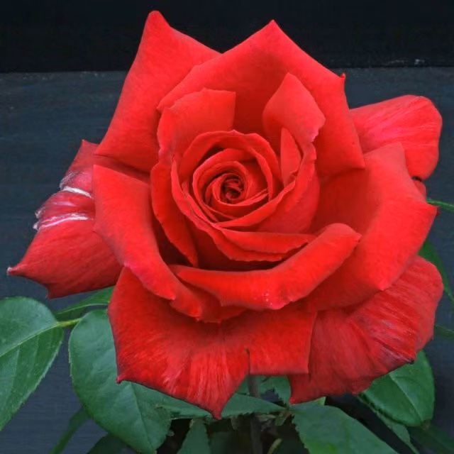 Marshalls Garden Rose Velvet Fragrance Hybrid Tea Red Bare Root 2-pack