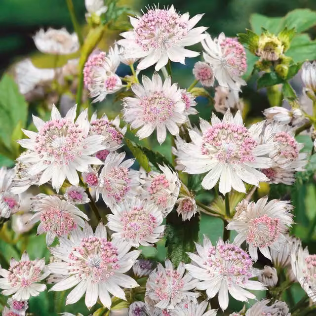 Marshalls Garden Astrantia Buckland Pale Pink Perennial