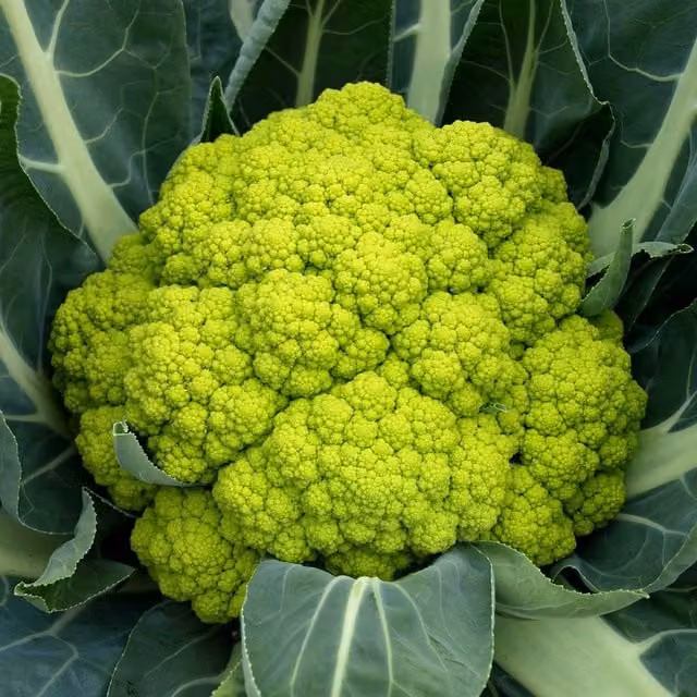 Marshalls Garden Trevi F1 Green Cauliflower Seeds, 20 Seeds