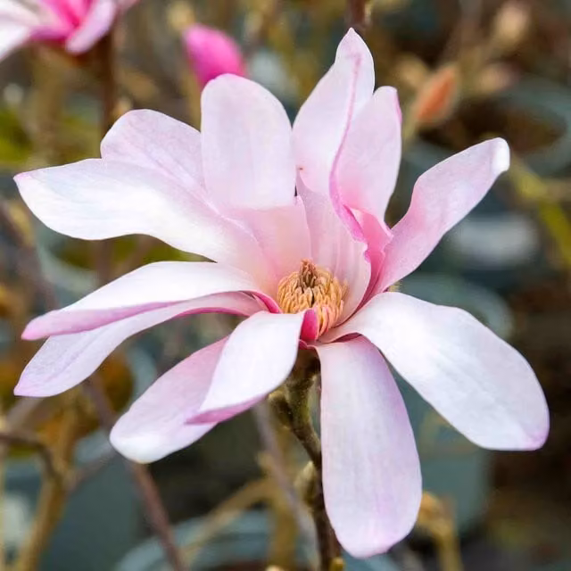 Marshalls Garden Magnolia Leonard Messel Pink Ornamental Tree
