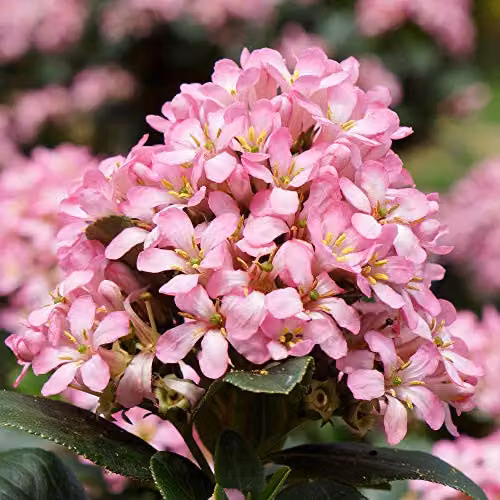 YouGarden Escallonia Pink Elle Evergreen Ornamental Outdoor Garden Shrub in 2L Pot – 4