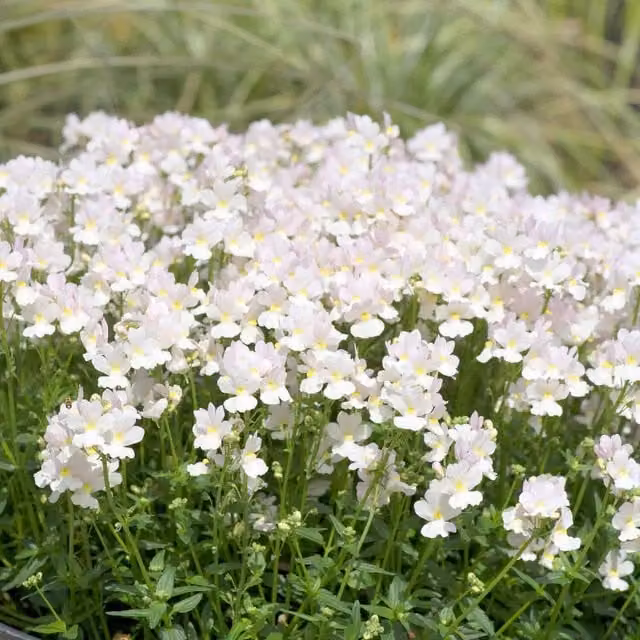 Marshalls Garden Nemesia Wisley Vanilla Bedding Plant in Blue, Pink and White