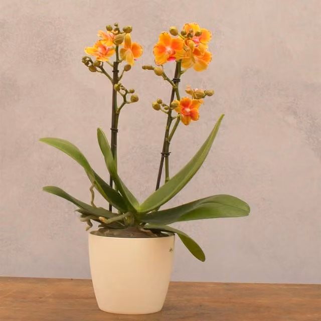 Primrose Orange Phalaenopsis Moth Orchid in a Green 12cm Pot, Height: 45 cm