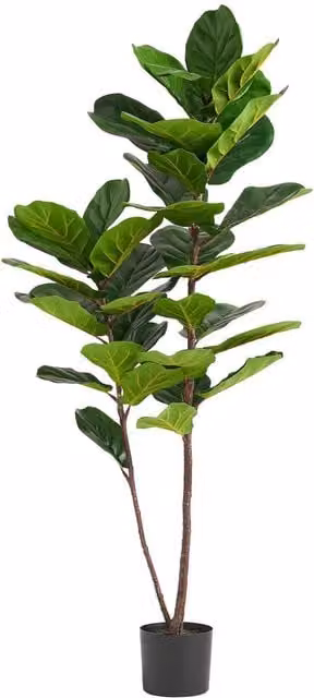 Botanik UK Premium Artificial Fiddle Fig Tree, Green, Height: 60 cm