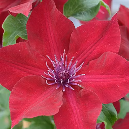 Thompson & Morgan Clematis Nubia Red Climbing Shrub, 1x 15cm Potted Plant – 6
