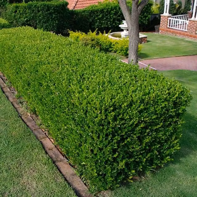 Gardener's Dream Buxus Sempervirens Evergreen Hedging Plant, Green, Pack of 5, 9cm Pots