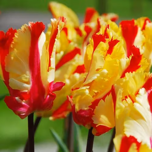 Thompson & Morgan Tulip Flaming Parrot Bulbs, Yellow and Scarlet Red Fringed Blooms, 8 Bulbs – 2