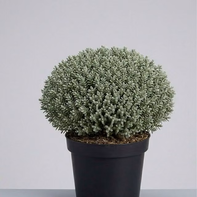 Plants By Post Hebe Sutherlandii Evergreen Ornamental Shrub, Green, Silver and White, 1L Pot