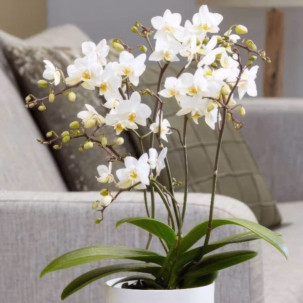 Primrose White Phalaenopsis Moth Orchid in a 12cm Pot, 35cm Tall – 2