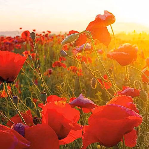 Thompson and Morgan Wild Poppy Paver Rhoeas Hardy Annual Red Flower Seeds, 2000 Seeds