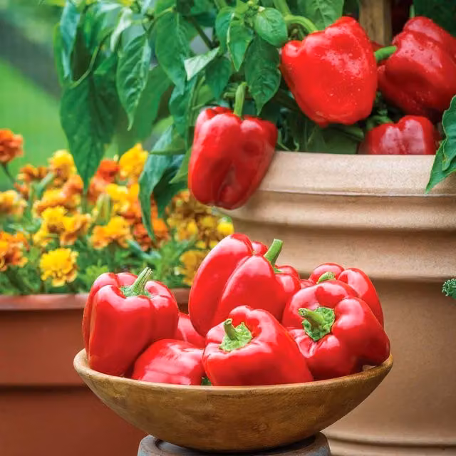 Marshalls Garden Sweet Popti Redskin Pepper Seeds (Capsicum annuum), Red