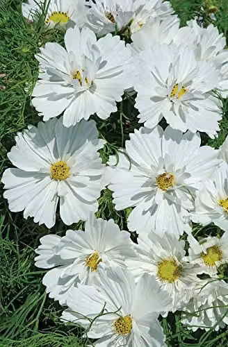 Johnsons Cosmos Psyche White Flower Seeds – 3