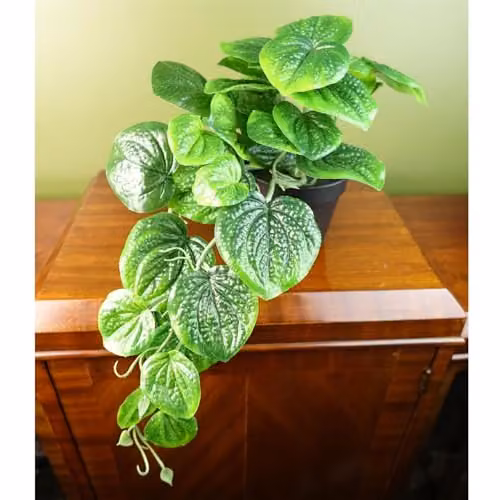 Botanik Potted Artificial Pothos Plant in Green and Black, Height: 35 cm – 5