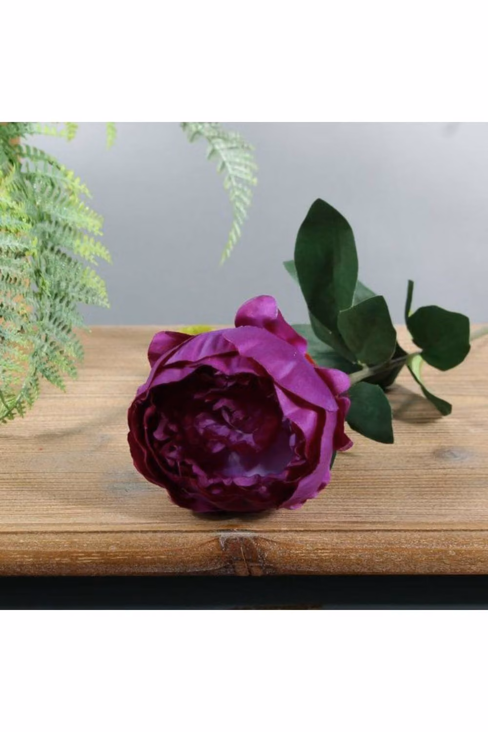 KDMD Purple Arundel Garden Peony 5 Pack – 2