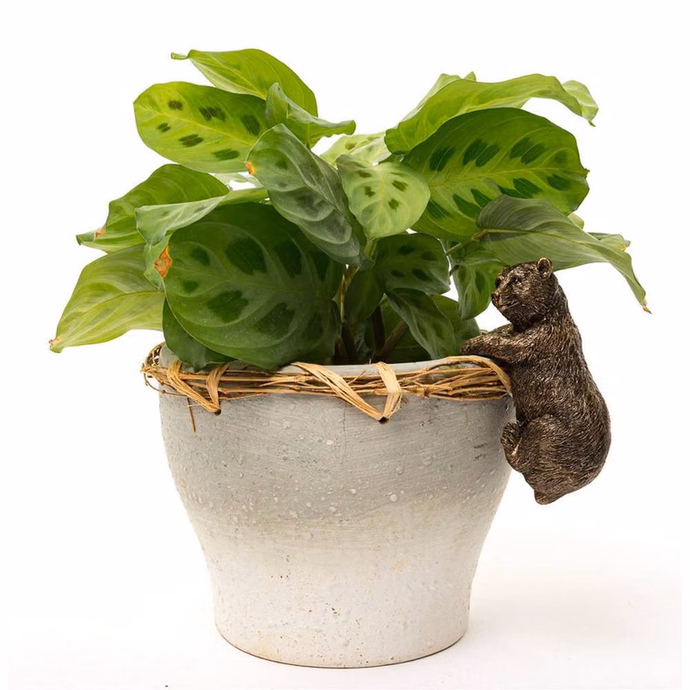 Jardinopia Brown Bear Hanging Plant Pot in Bronze, W: 5 cm, D: 10.5 cm, H: 6.5 cm – 4