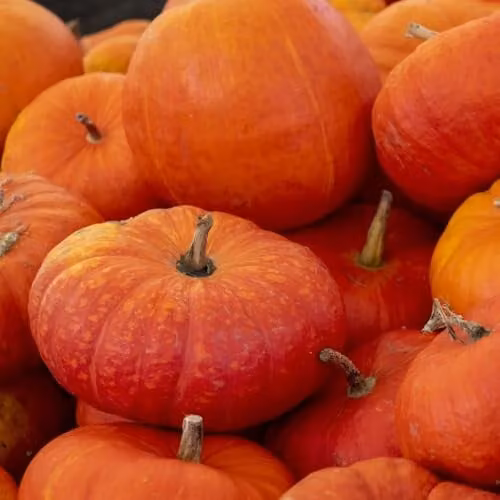 Thompson & Morgan Pumpkin Rouge VIF D’Etamps Seeds, Sweet Red-Orange French Heirloom Vegetable Seeds, 5 Seeds per Packet