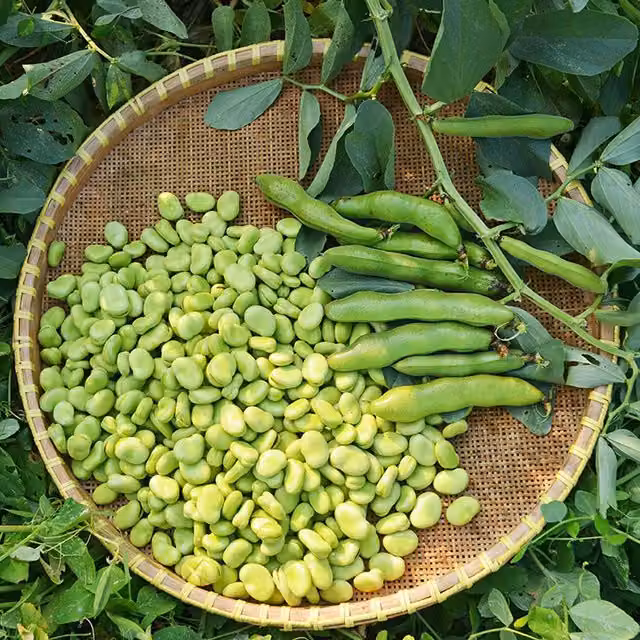 Marshalls The Sutton Broad Bean Vegetable Seeds, 65 Seeds