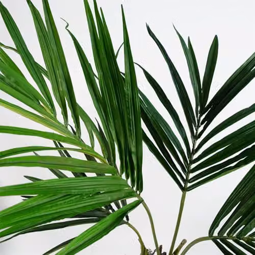 Botanik Green Artificial Palm Tree, H 120 cm x W 90 cm x D 90 cm – 4