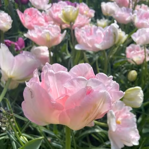Thompson and Morgan Tulip Angelique Double Late Bulbs, Soft Pink Fragrant Rosette Blooms, 16 Bulbs – 4