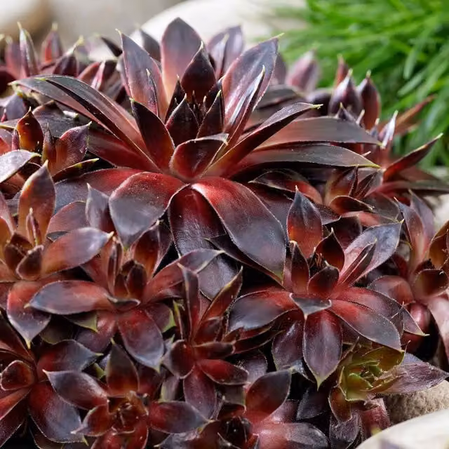 Marshalls Garden Sempervivum Coconut Crystal Hardy Evergreen Perennial Succulent, Pack of 3, 9cm Pots