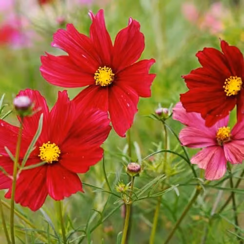 Thompson and Morgan Cosmos bipinnatus Rubenza Seeds, Dark Ruby-Red Blooms, 60 Seeds