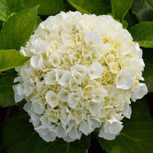 Thompson & Morgan Hydrangea macrophylla 'Wudu' White Ornamental Hardy Shrub, 1x 9cm Potted Plant – 1