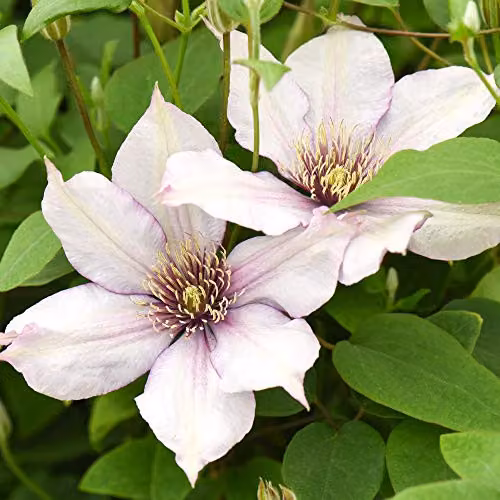 Thompson & Morgan Clematis Samaritan Jo Potted Hardy Climbing Plant with Dusky White Summer Flowers in a 15cm Pot – 3