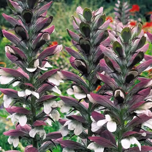 Thompson & Morgan Acanthus Mollis Hardy Perennial Plant with White Spikes and Glossy Foliage, 2 x 9cm Pots – 2