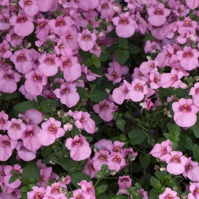 Set of 3 Pink Diamond Diascia Bedding Plants by Plant Theory in 9cm Pots