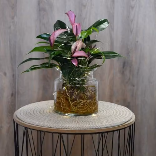 Thompson & Morgan Anthurium Aqua Mauve Zizou Indoor Plant in a 12cm Glass Pot