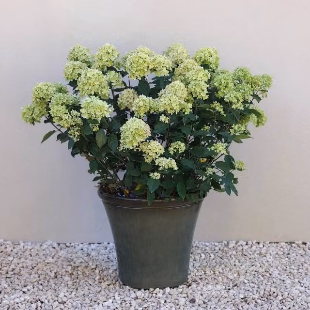 Primrose Green Ceramic Look Tapered Outdoor Garden Planter Tub – 1