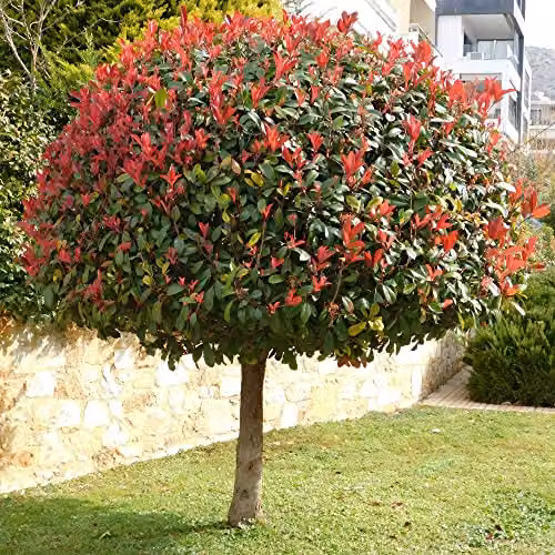 Thompson and Morgan Photinia x fraseri Red Robin Hardy Evergreen Shrub with Bright Red Foliage, 2 x 2 Litre Pots – 2