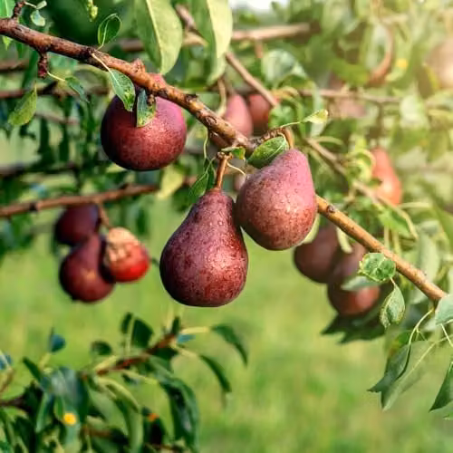 Thompson & Morgan Red William Pear Tree, Red-Skinned Sweet Fruit, Partially Self-Fertile, 4.5 Litre Pot