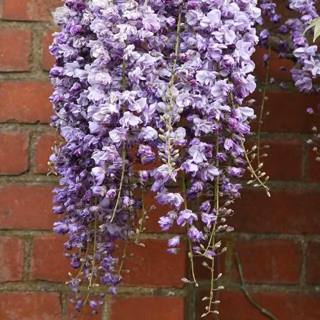 Plant Theory Wisteria Floribunda Double Black Dragon Purple Flowering Climber Vine, Green