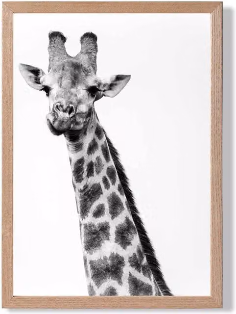 ARTZE Cheeky Giraffe Animal Black and White Photo Framed Print with Oak Frame, A3