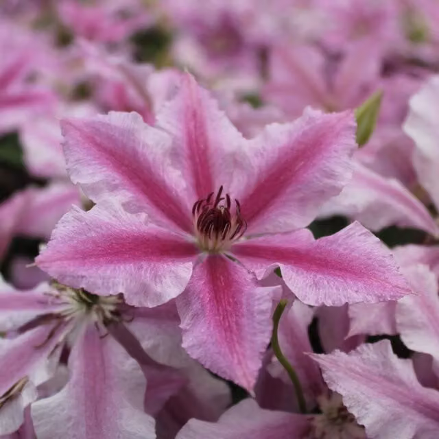 Plants By Post Clematis Ooh La La Evipo041 Pink and Deep Magenta Climber Plant
