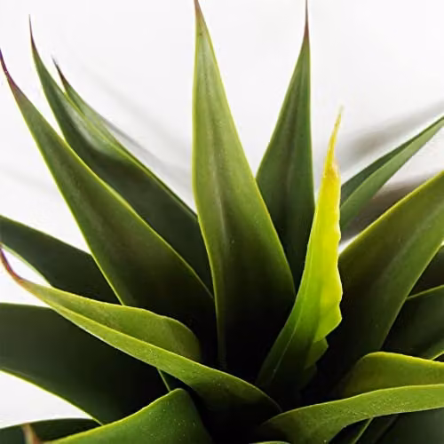 Botanik Green Artificial Potted Yucca Tabletop Plant, Height: 55 cm – 2