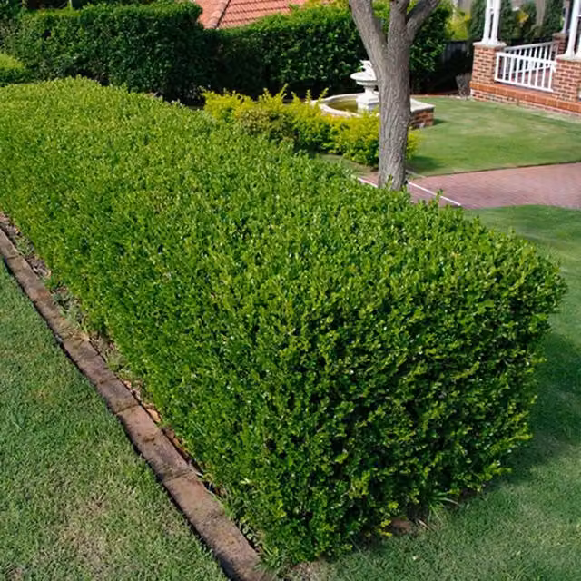 Gardener's Dream Buxus Sempervirens Evergreen Hedging Plants, Green, 10 x 9cm Pots